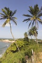 Coconut palm trees - Dolphins Cove - Natal Brazil beaches Royalty Free Stock Photo