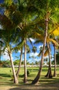 Coconut palm trees in Dominican Republic