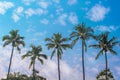 Coconut palm trees group on beautiful blue sky with clouds natural patterns for background Royalty Free Stock Photo