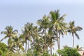 Coconut palm trees group over house roof on beautiful blue sky with clouds natural patterns for background Royalty Free Stock Photo