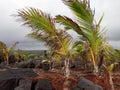Coconut Palm Trees Growing on Lava Rocks in Kalapana, Hawaii Royalty Free Stock Photo