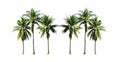 Group of coconut palm trees growing up on the sea beach at Phuket Island south of Thailand isolated on white background.