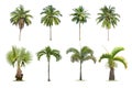 Coconut and palm trees Isolated tree on white background , Royalty Free Stock Photo