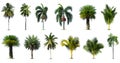 Coconut and palm trees Isolated tree on white background Royalty Free Stock Photo