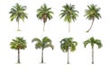 Coconut and palm trees Isolated tree on white background , The collection of trees.Large trees are growing in summer Royalty Free Stock Photo