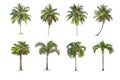 Coconut and palm trees Isolated tree on white background , The collection of trees.Large trees are growing in summer