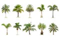 Coconut and palm trees Isolated tree on white background , The collection of trees.Large trees are growing in summer Royalty Free Stock Photo