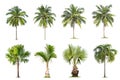 Coconut and palm trees Isolated tree on white background
