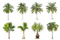 Coconut and palm trees Isolated tree on white background Royalty Free Stock Photo