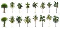 Coconut and palm trees Isolated tree on white background , The collection of trees Royalty Free Stock Photo