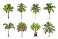 Coconut and palm trees Isolated tree on white background , The collection of trees.