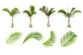 Coconut and palm trees, Palm leaf Isolated tree on white background Royalty Free Stock Photo