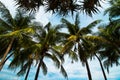 coconut palm trees looking up view at the beach on blue sky background Royalty Free Stock Photo