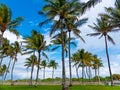 Coconut palm trees in Lummus Park Royalty Free Stock Photo
