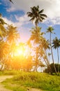 Coconut palm trees with lush leaves against the background of the sky and sun. Vertical photo Royalty Free Stock Photo