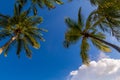 Coconut palm trees at Maldives Royalty Free Stock Photo