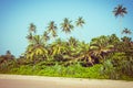 Coconut palm trees and mangrove in tropics Royalty Free Stock Photo