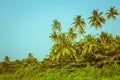 Coconut palm trees and mangrove in tropics Royalty Free Stock Photo