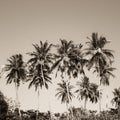 Coconut palm trees and mangrove in tropics Royalty Free Stock Photo