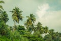 Coconut palm trees and mangrove in tropics Royalty Free Stock Photo