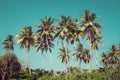 Coconut palm trees and mangrove in tropics Royalty Free Stock Photo