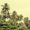 Coconut palm trees and mangrove in tropics Royalty Free Stock Photo