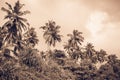 Coconut palm trees and mangrove in tropics Royalty Free Stock Photo