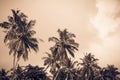 Coconut palm trees and mangrove in tropics Royalty Free Stock Photo