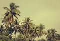 Coconut palm trees and mangrove in tropics Royalty Free Stock Photo