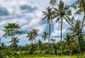 Coconut Palm Trees near Rice tarrace, Sidemen. Bali, Indonesia Royalty Free Stock Photo