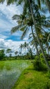 Coconut Palm Trees near Rice tarrace, Sidemen. Bali, Indonesia Royalty Free Stock Photo