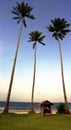 Coconut palm trees by ocean Royalty Free Stock Photo