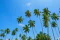 Palm trees over blue sky background on tropical beach Royalty Free Stock Photo