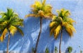 Coconut palm trees over blue wall sun shadows Royalty Free Stock Photo