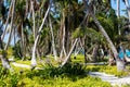 Coconut Palm Trees and Path on Tropical Island Royalty Free Stock Photo