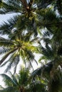 Coconut palm trees perspective view, Landscape in island