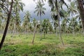 Coconut palm trees plantation in sri lanka Royalty Free Stock Photo