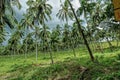 Coconut palm trees plantation in sri lanka Royalty Free Stock Photo