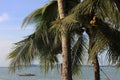 Coconut palm trees Royalty Free Stock Photo