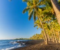 Coconut Palm Trees On Punalu\'u Black Sand Beach Royalty Free Stock Photo