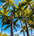 Coconut Palm Trees On Punalu\'u Black Sand Beach Royalty Free Stock Photo