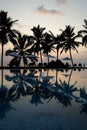 Coconut palm trees reflecting in the water pool near the ocean Royalty Free Stock Photo