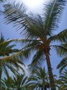 Coconut Palm trees in Riyam park, Muscat, Oman Royalty Free Stock Photo