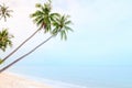 Coconut palm trees on sand beach and calm sea Royalty Free Stock Photo