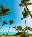 Coconut palm trees by the sea in Le Gosier in Guadeloupe Royalty Free Stock Photo