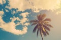 Coconut palm trees and shining sun with vintage effect Royalty Free Stock Photo