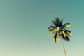 Coconut palm trees and shining sun with vintage effect Royalty Free Stock Photo