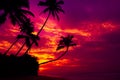 Coconut palm trees silhouettes hanging over the water on tropical ocean beach at colorful sunset Royalty Free Stock Photo