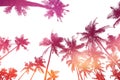 Coconut palm trees silhouettes isolated on white background with sunset sky double exposure