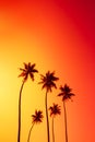 Coconut palm trees silhouettes on tropical beach with clear colorful golden sunset sky Royalty Free Stock Photo